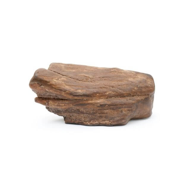 Petrified Wood - Lianne's Gem Creations-1